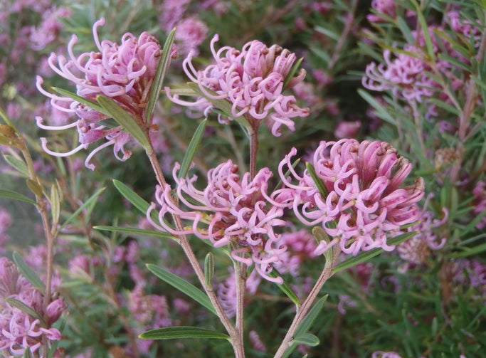 Grevillea sericea x confertifolia - AMETHYST