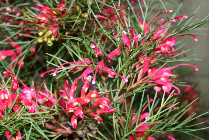 Grevillea johnsonii x wilsonii - BON ACCORD