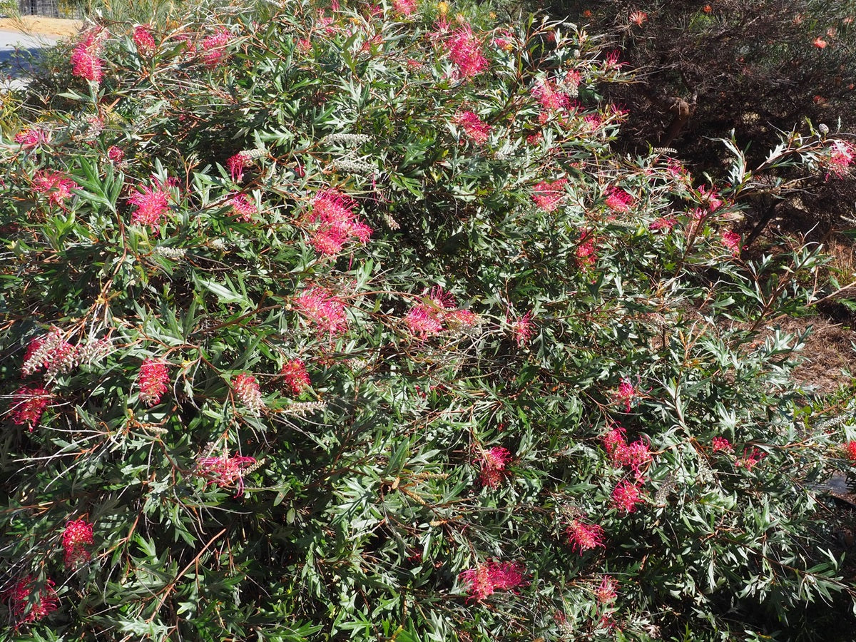 Grevillea - BOORLOO MOON 'GR164' PBR