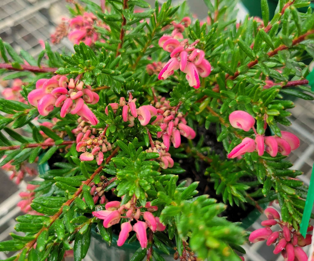 Grevillea lanigera - CELIA - Woolly Grevillea