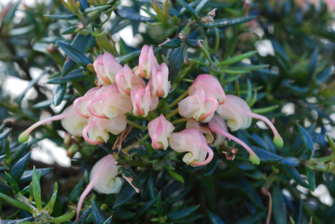 Grevillea lavandulacea x chrysophaea - CORAL BABY - Golden Lavender Grevillea