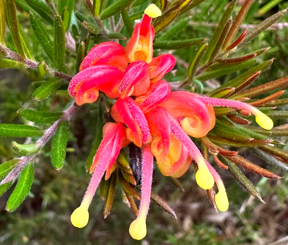 Grevillea - CRACKLES
