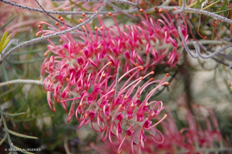 Grevillea - CUPIDS DREAM 'GR138' PBR