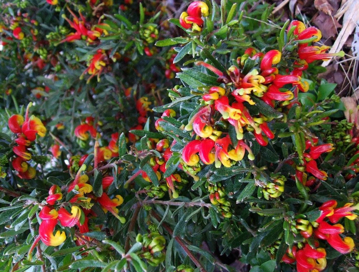 Grevillea alpina x rosmarinifolia - FIRE CRACKER - Alpine Rosemary Grevillea
