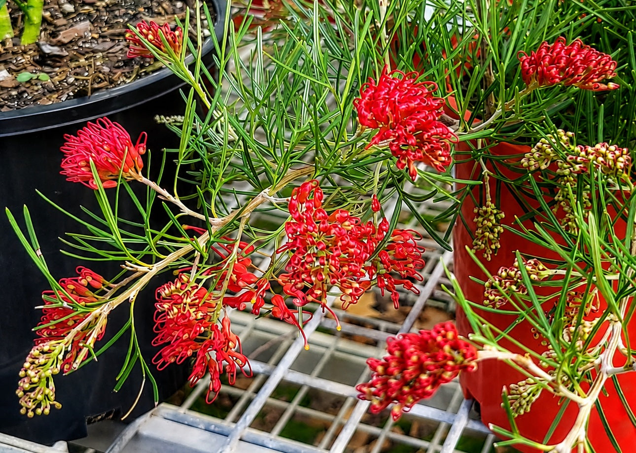 Grevillea thelemanniana - FLAMING RED - Spider-Net Grevillea 'Flaming Red' PBR