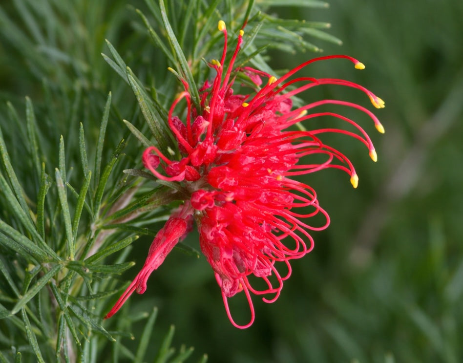 Grevillea thelemanniana - FLAMING RED - Spider-Net Grevillea 'Flaming Red' PBR