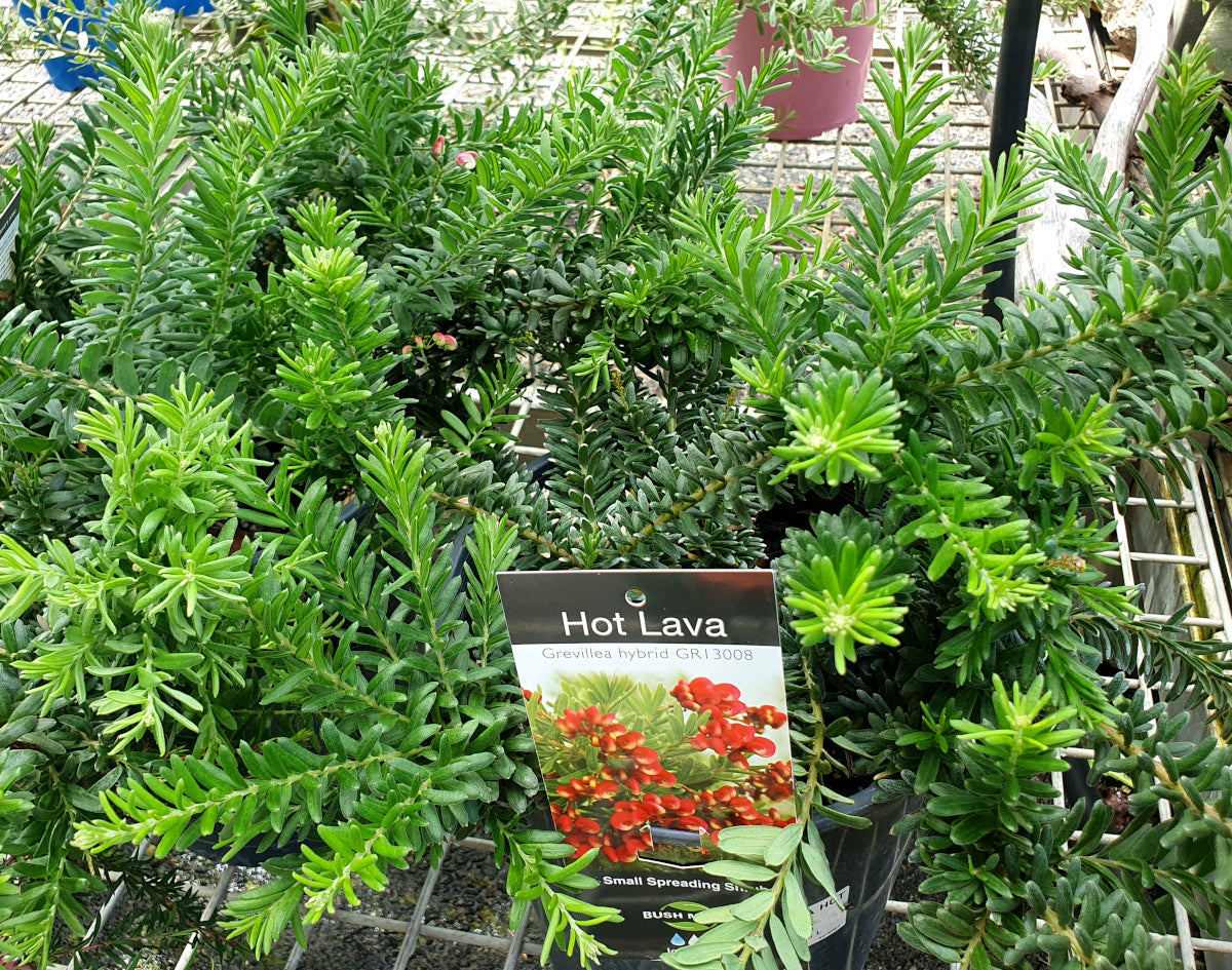 Grevillea - HOT LAVA 'GR13008' PBR