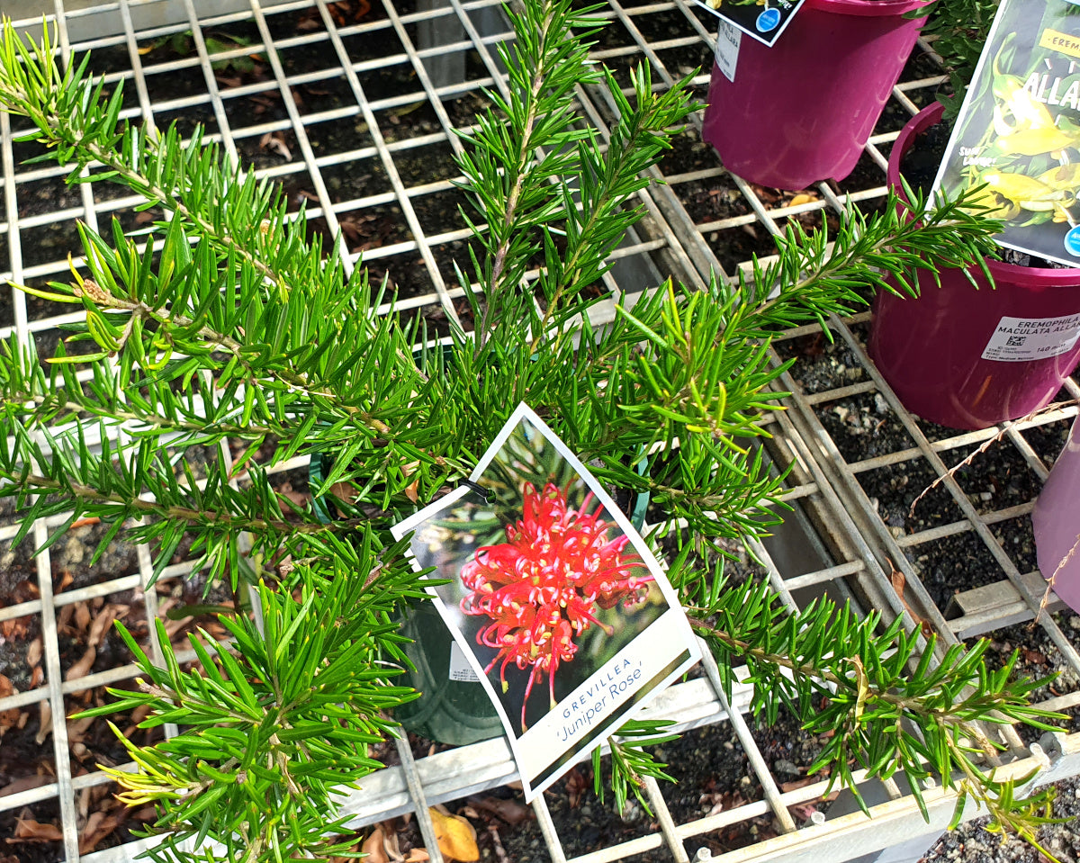 Grevillea juniperina - JUNIPER ROSE - Juniper-Leafed Grevillea