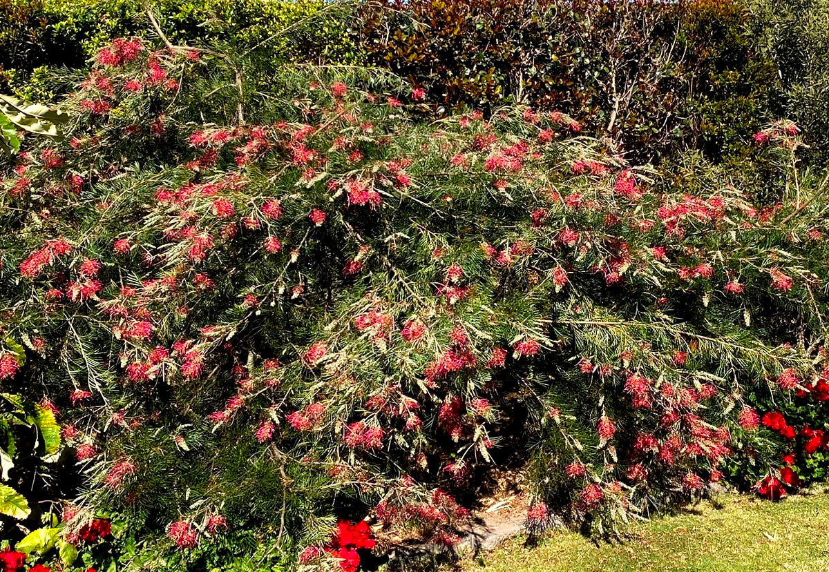 Grevillea - LANA MAREE - Grafted Standard