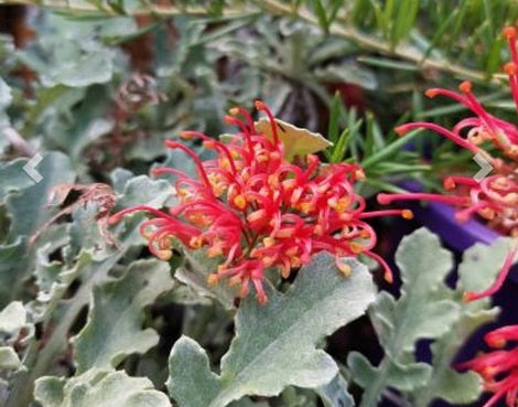 Grevillea - LEGACYFLAME