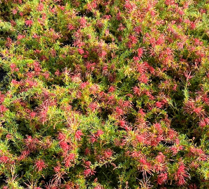 Grevillea thelemanniana - MINI MARVEL - Spider-Net Grevillea