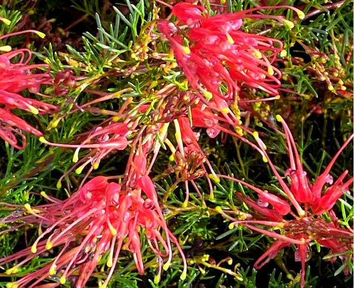 Grevillea thelemanniana - MINI MARVEL - Spider-Net Grevillea