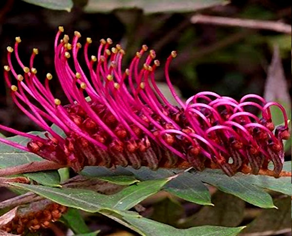 Grevillea - MOE GEM
