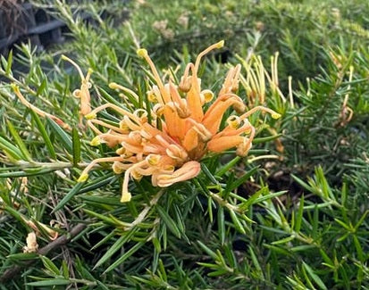 Grevillea juniperina - MOLONGLO - Juniper-Leafed Grevillea