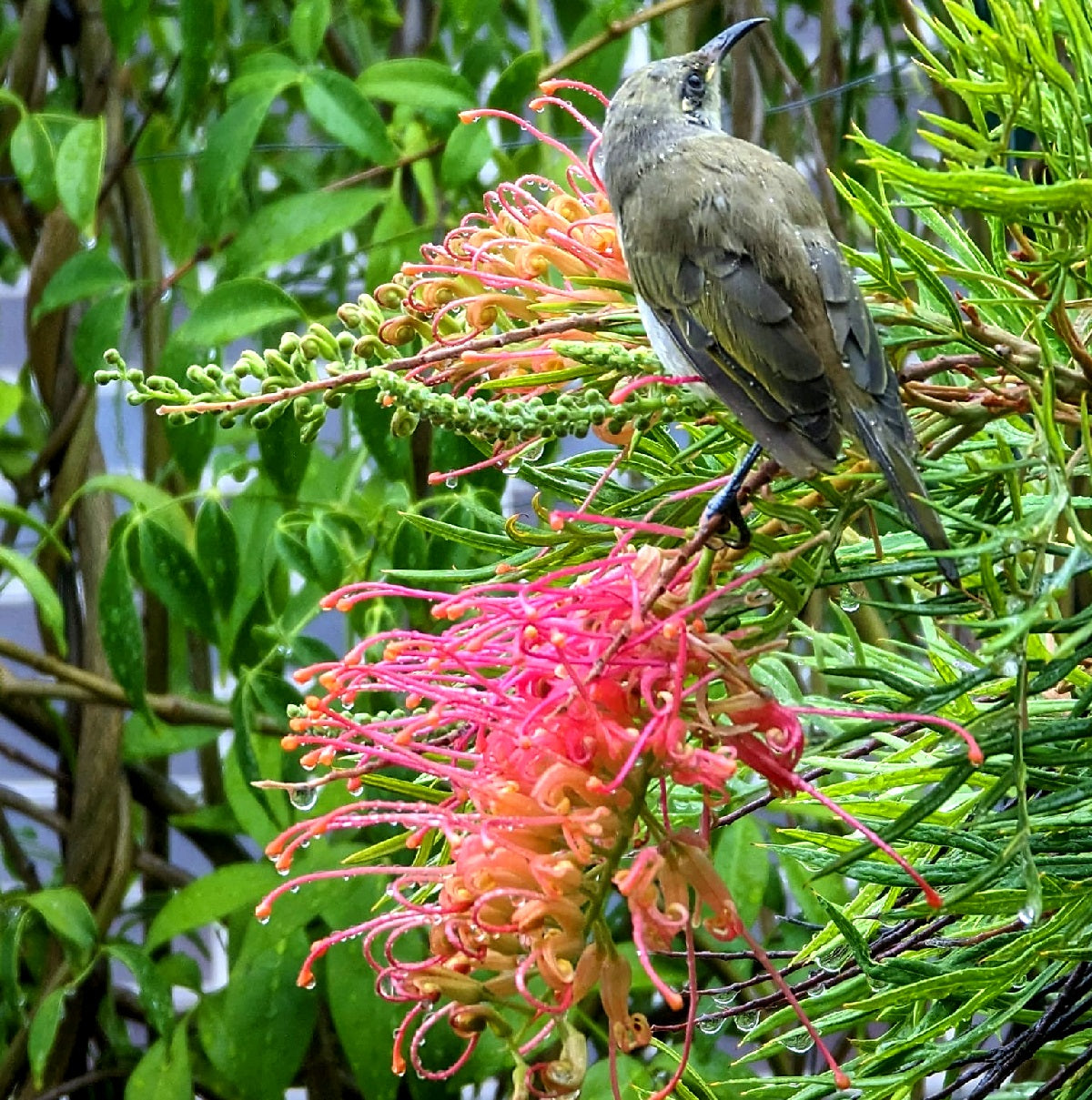 Grevillea banksii x bipinnatifida - NED KELLY