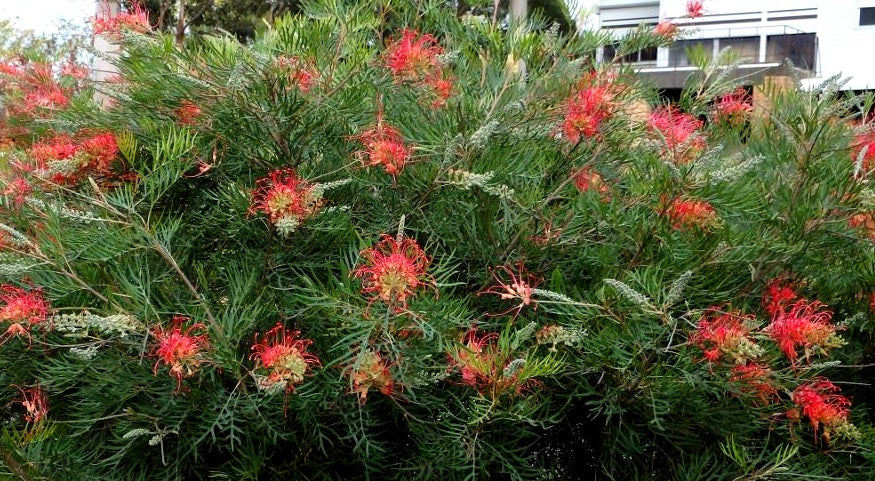 Grevillea banksii x bipinnatifida - NED KELLY