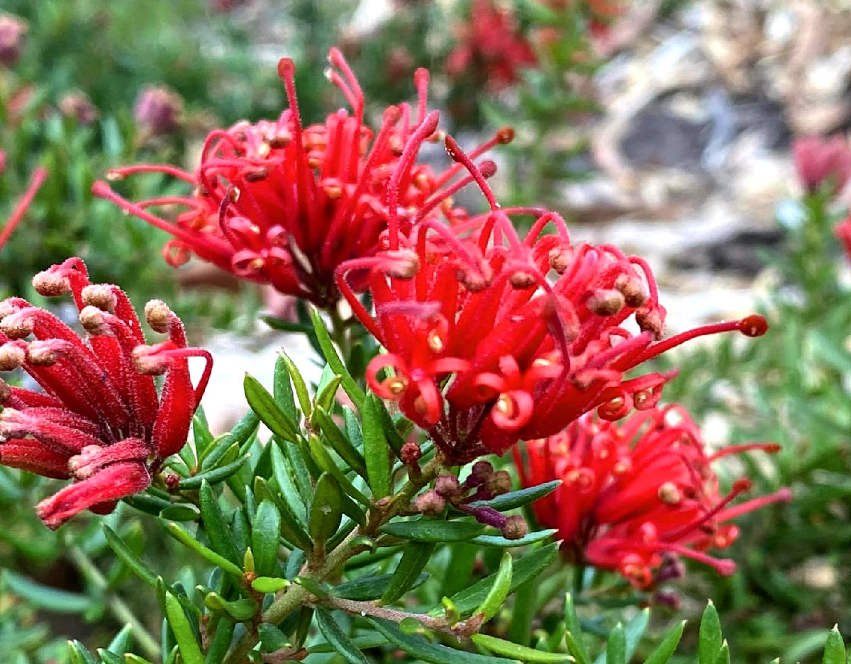 Grevillea juniperina - NEW BLOOD - Juniper-Leafed Grevillea