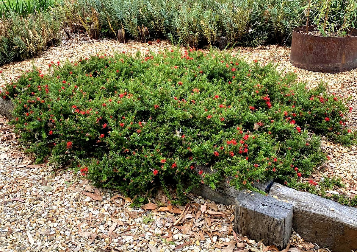 Grevillea juniperina - NEW BLOOD - Juniper-Leafed Grevillea