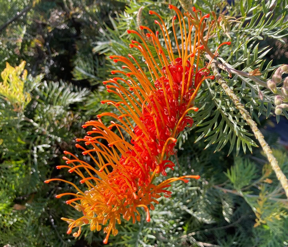 Grevillea bipinnatifida x endlicheriana - ORANGE WOW - Spindly Fuchsia Grevillea