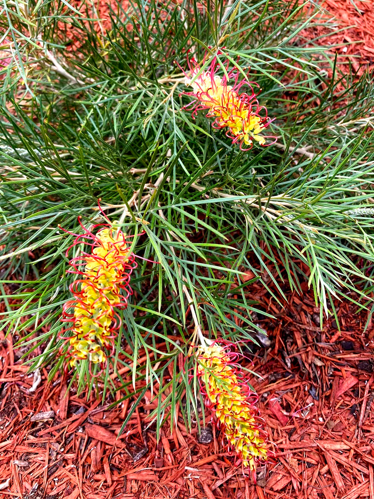 Grevillea - OUTBACK SUNRISE 'GR28' PBR