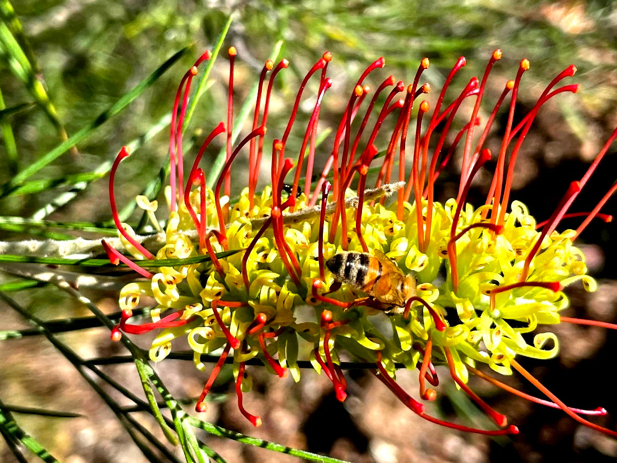 Grevillea - OUTBACK SUNRISE 'GR28' PBR