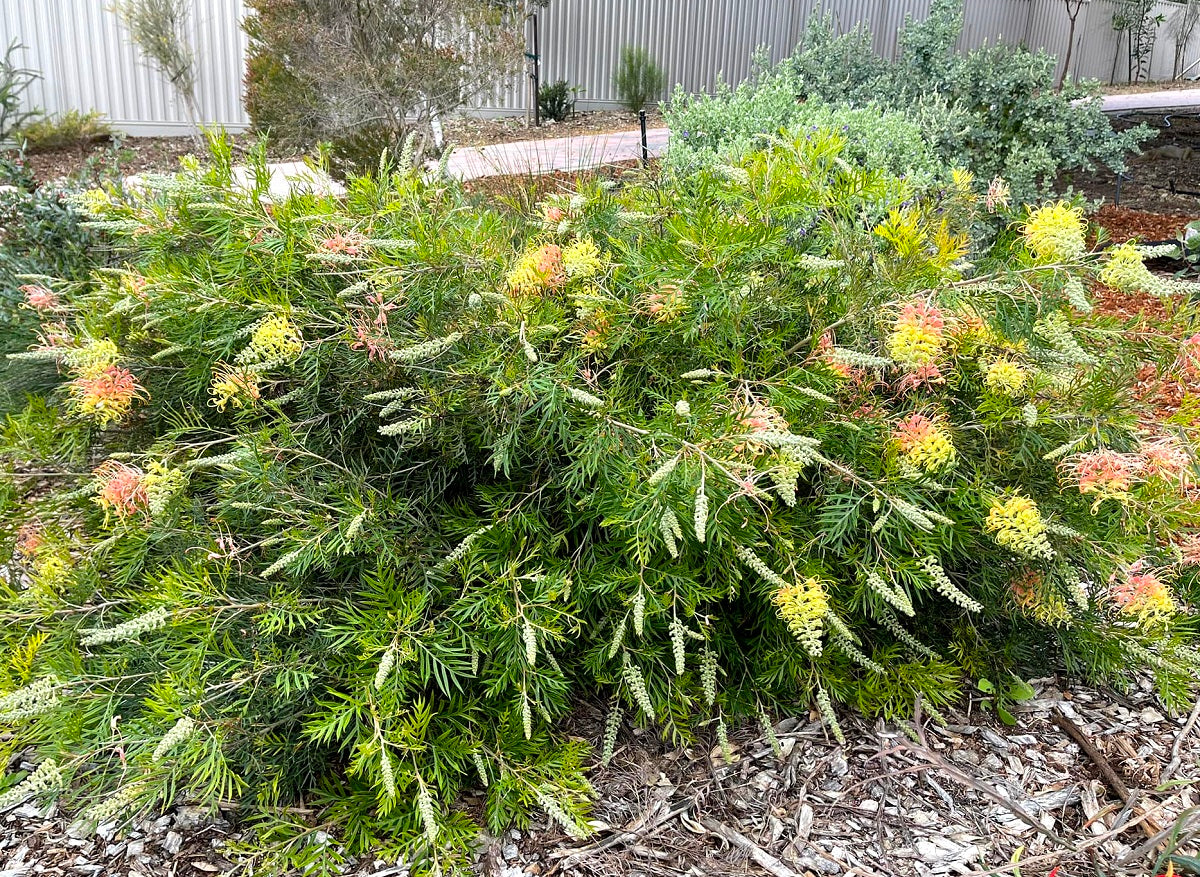 Grevillea banksii x bipinnatifida - PEACHES AND CREAM - 'Peaches and Cream' PBR