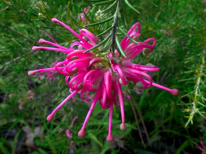 Grevillea juniperina x rosmarinifolia - PINK PEARL - Spider-Net Rosemary Grevillea