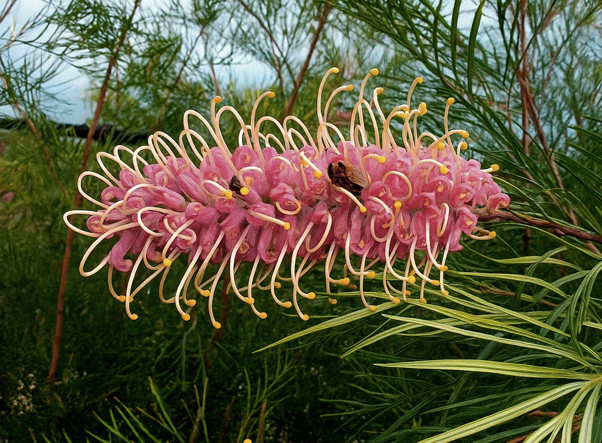 Grevillea banksii x whiteana - PINK SURPRISE