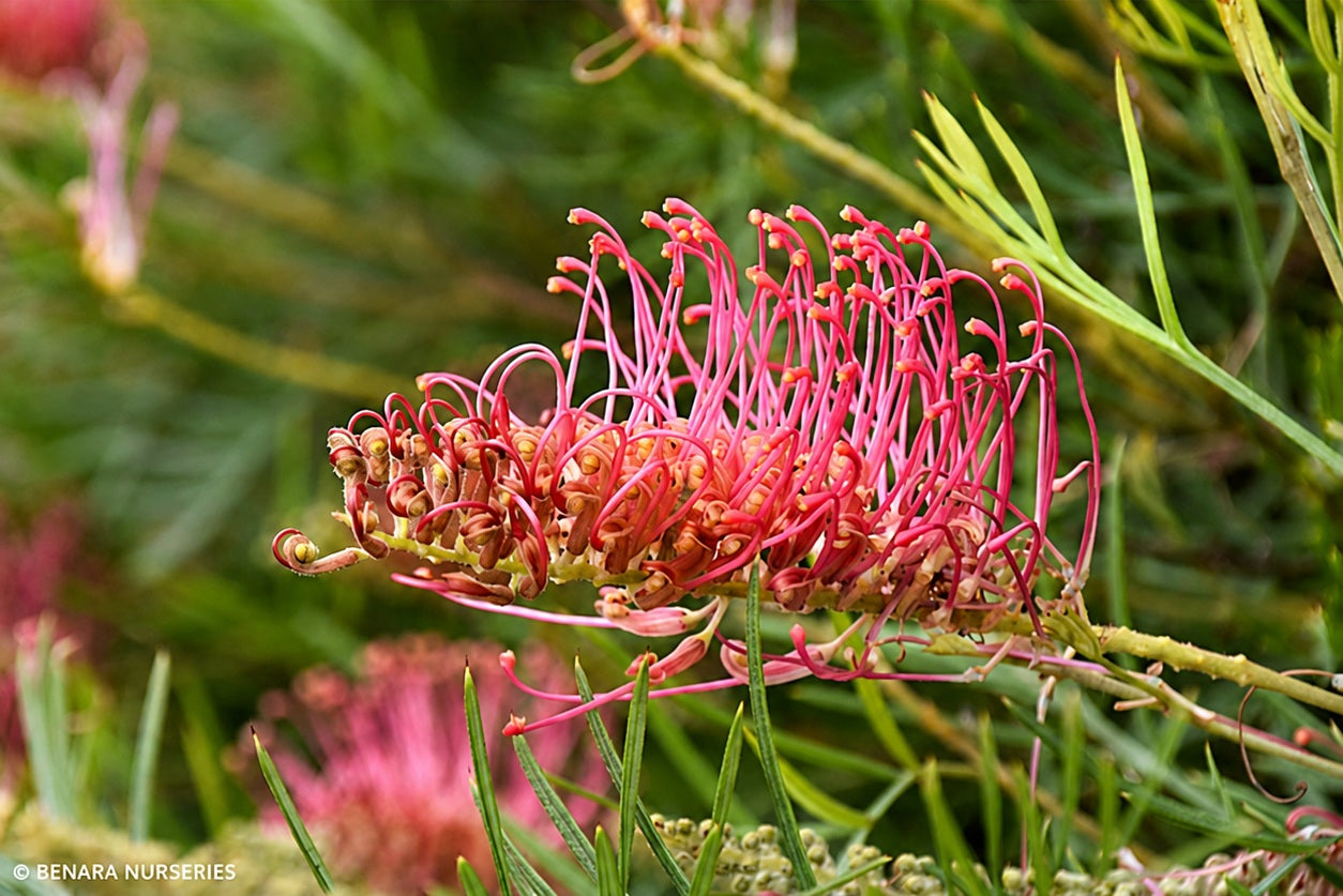 Grevillea - RASPBERRY DREAM 'GR161' PBR