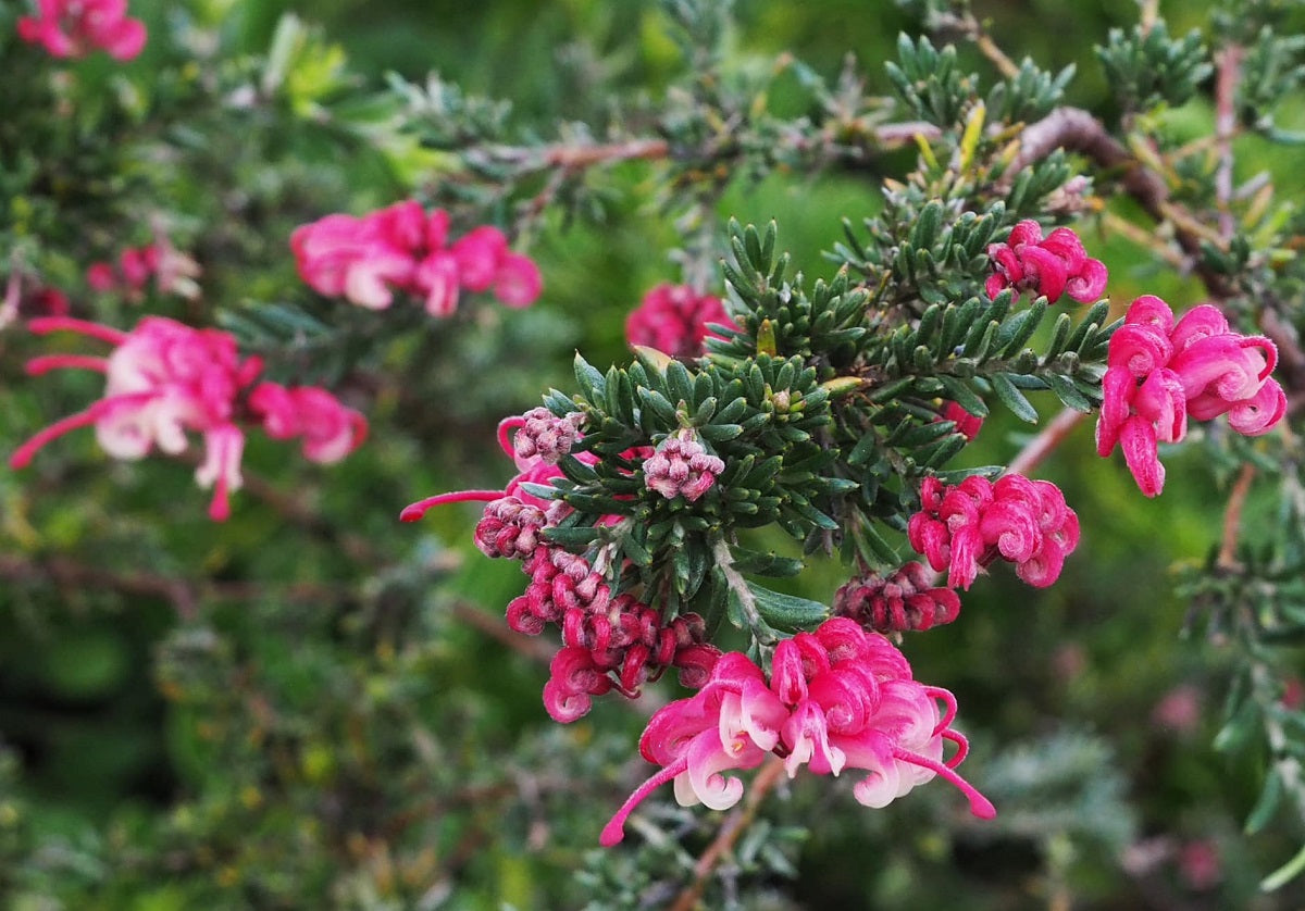 Grevillea juniperina x lanigera - RASPBERRY RIPPLE 'GR13005' PBR
