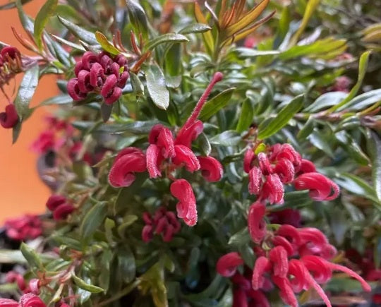 Grevillea juniperina x rhyolotica - RED CLUSTERS - Deua Juniper-Leafed Grevillea