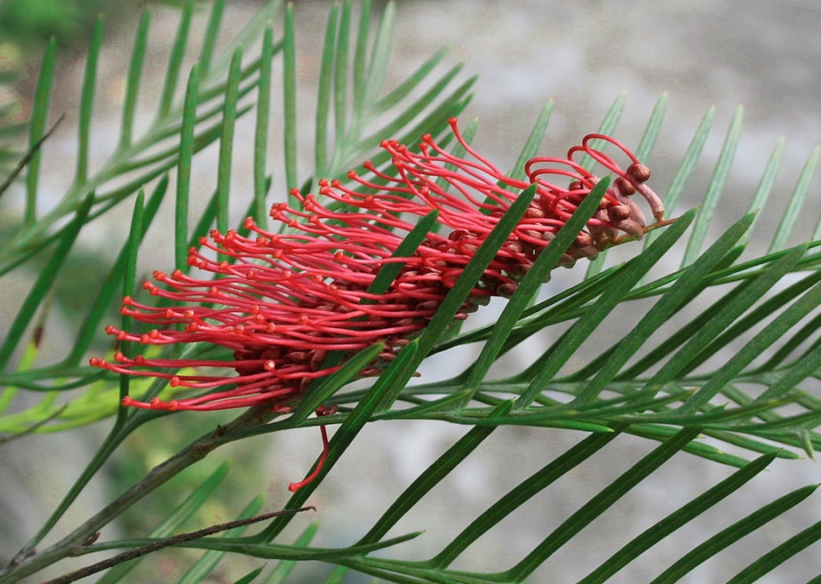 Grevillea longifolia x tetragonoloba - RED HOOKS - Red Toothbrush Grevillea