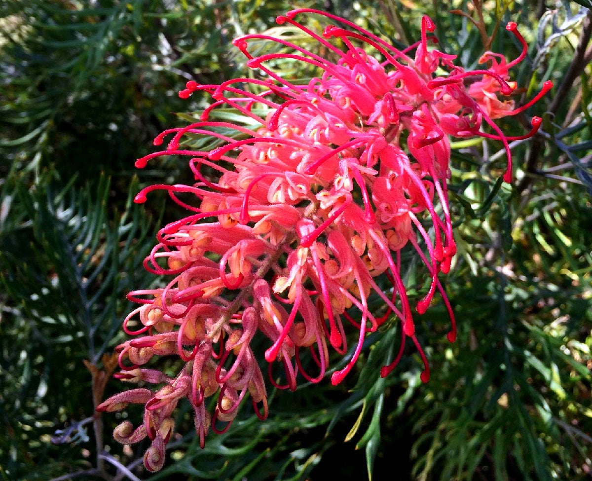 Grevillea banksii x bipinnatifida - ROBYN GORDON