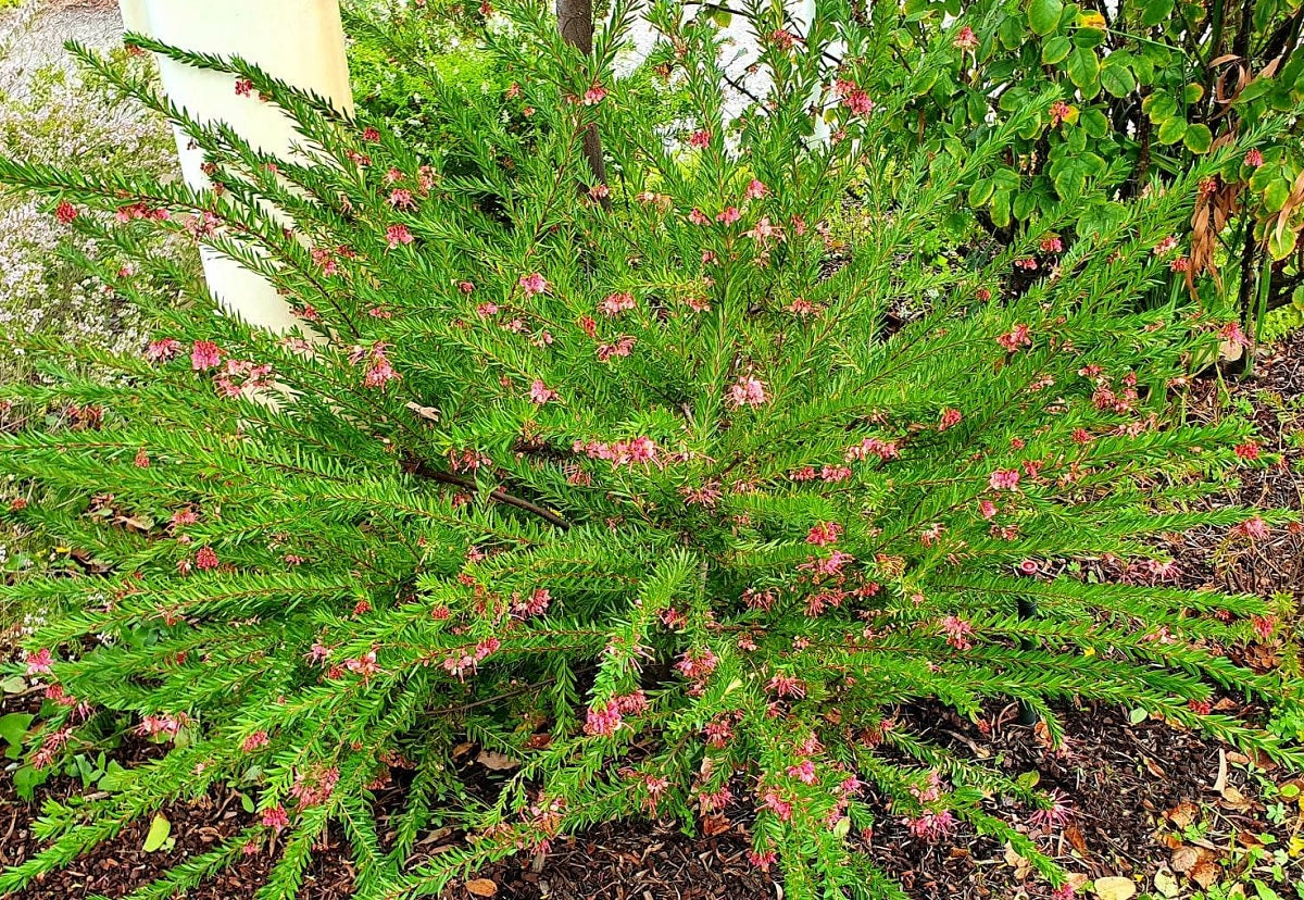 Grevillea rosmarinifolia - ROSY BABY - Rosemary Grevillea