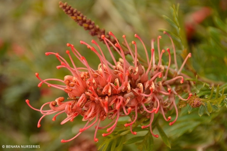 Grevillea - SHOWTIME 'GR119' PBR