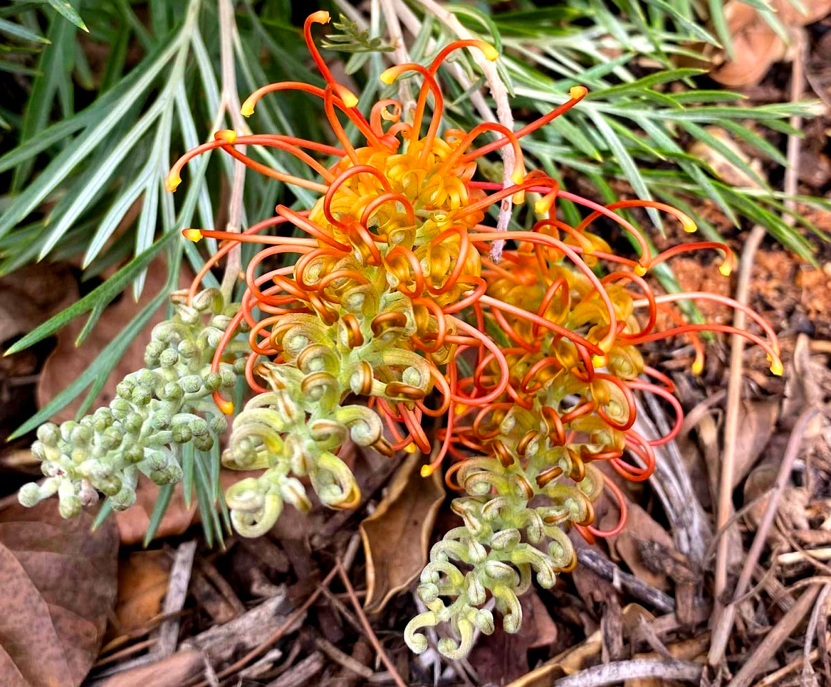 Grevillea - TANGERINE DREAM 'GR150' PBR
