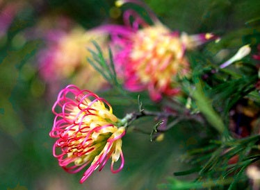Grevillea olivacea x thelemanniana preissii - WINPARA GOLD - Olive Spider-Net Grevillea