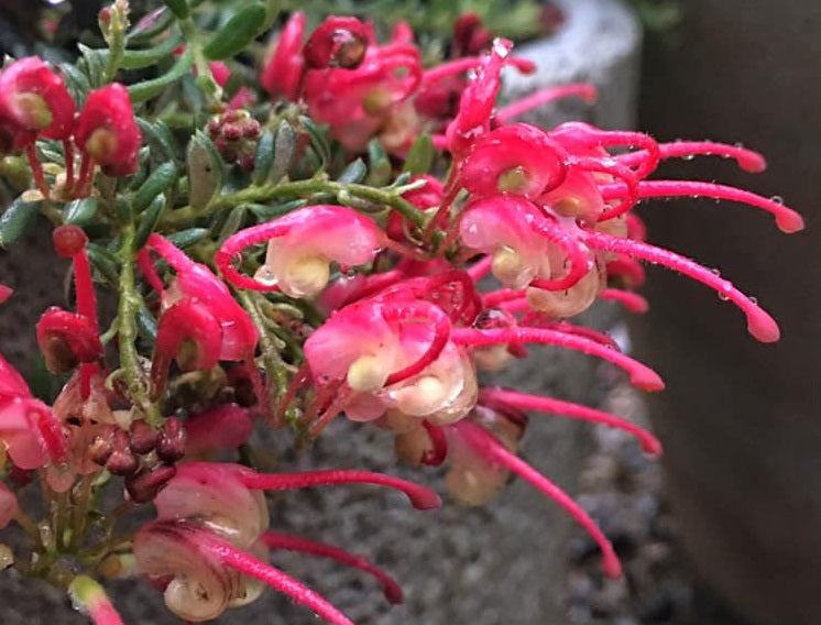 Grevillea lanigera x lavandulacea - WINTER DELIGHT - Woolly Lavender Grevillea