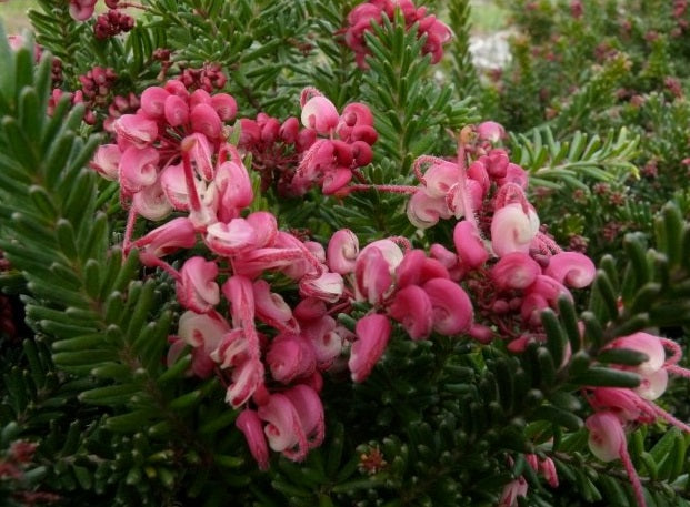 Grevillea lanigera - WOOLLY BEAR HERO - Woolly Grevillea
