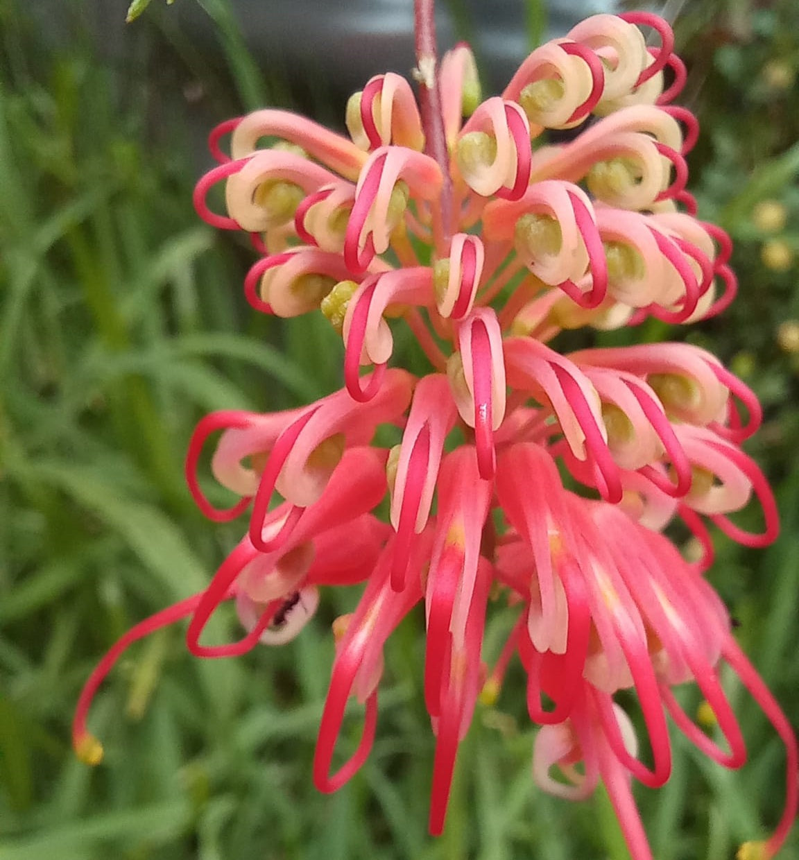 Grevillea thelemanniana - Spider-Net Grevillea