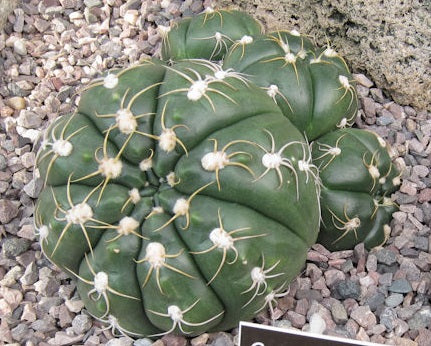 Gymnocalycium denudatum