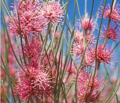 Hakea invaginata - Pink Plumed Hakea