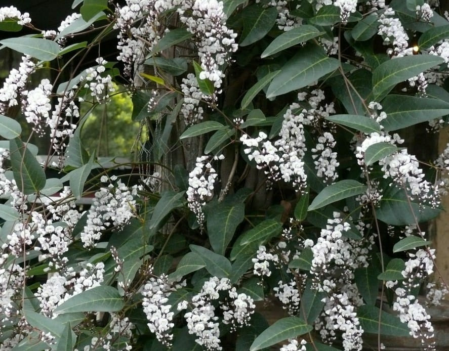 Hardenbergia violacea - FREE N EASY - Native Sarsparilla