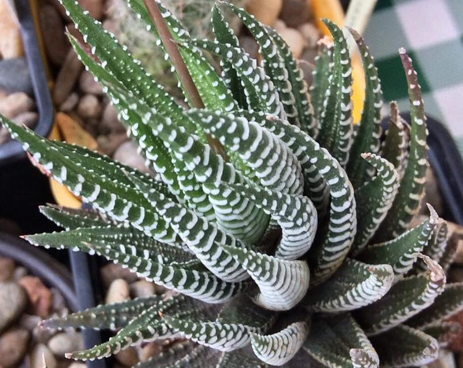 Haworthiopsis attenuata - Zebra Plant