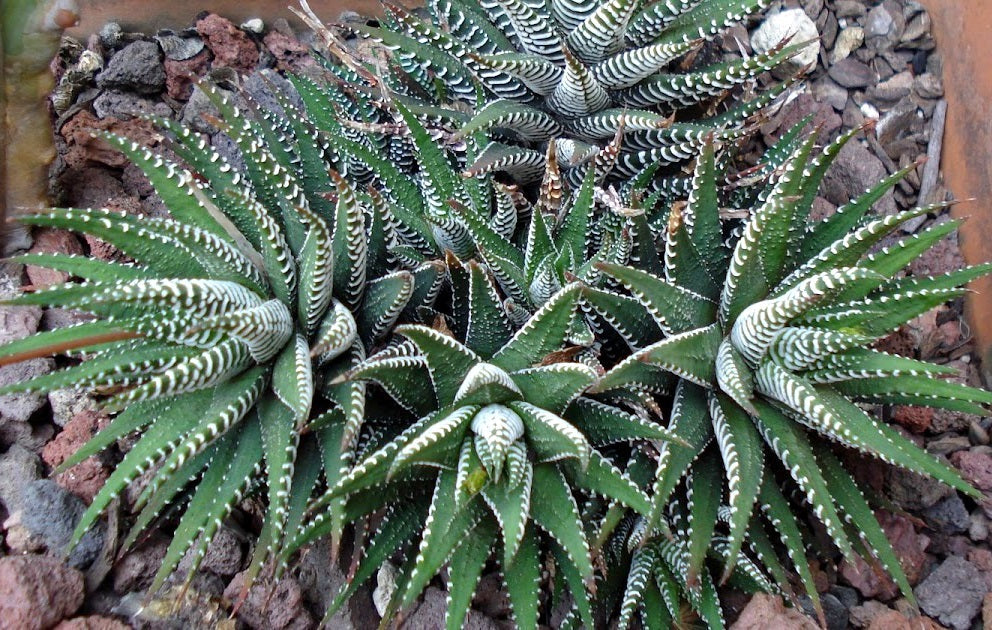 Haworthiopsis fasciata - HYBRID - Little Zebra Plant