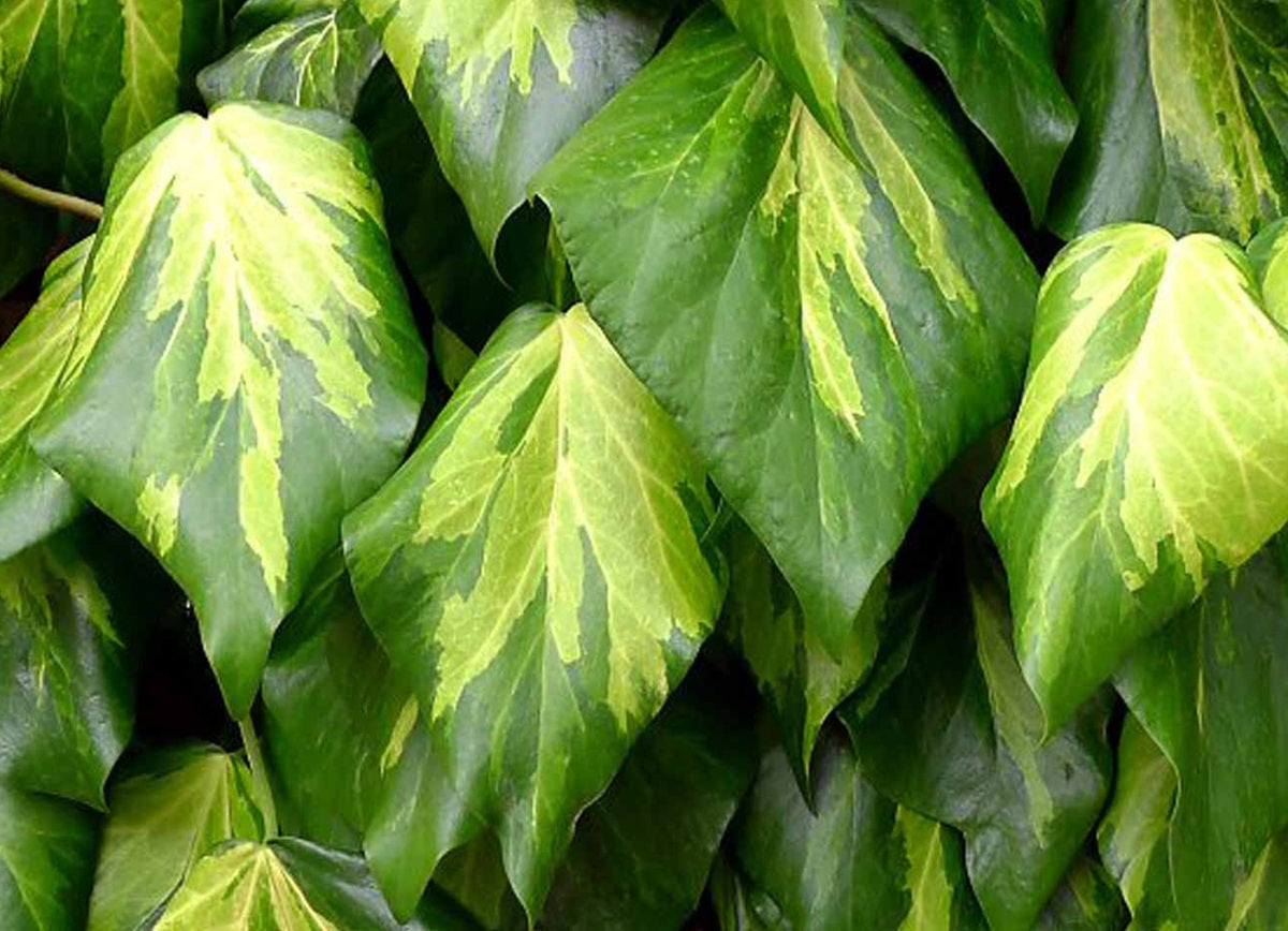 Hedera colchica - SULPHUR HEART - Variegated Persian Ivy