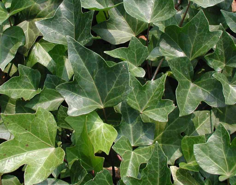 Hedera canariensis - Canary Island Ivy