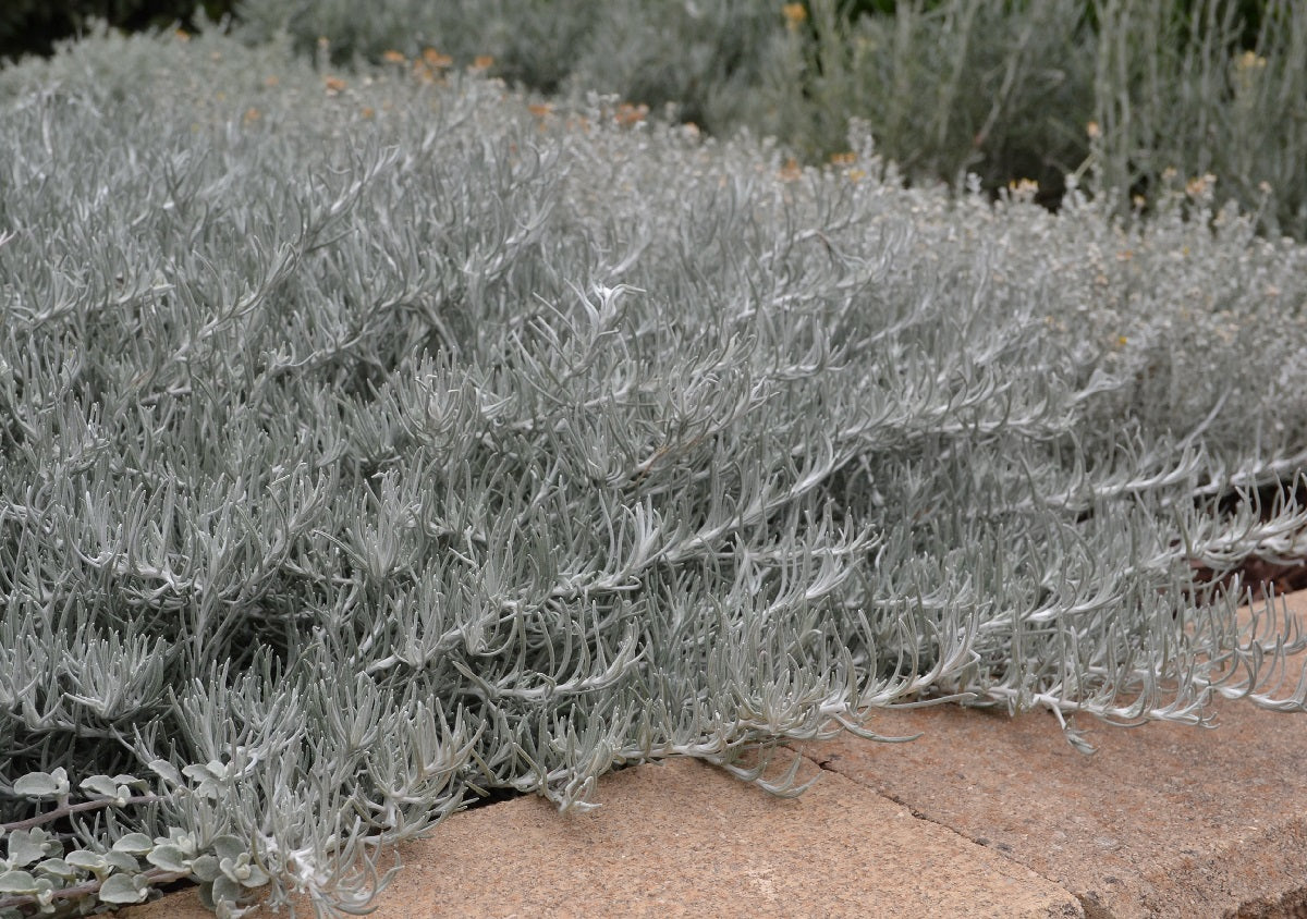Helichrysum italicum - SILVIO SPREADING - Curry Plant