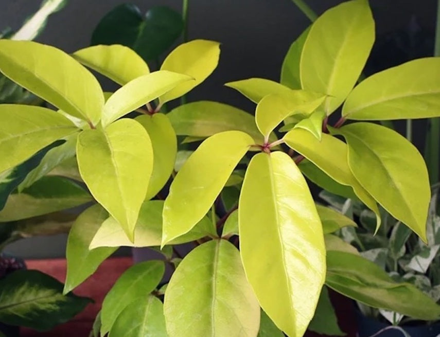 Heptapleurum actinophyllum - SOLEIL - Golden Australian Umbrella Tree