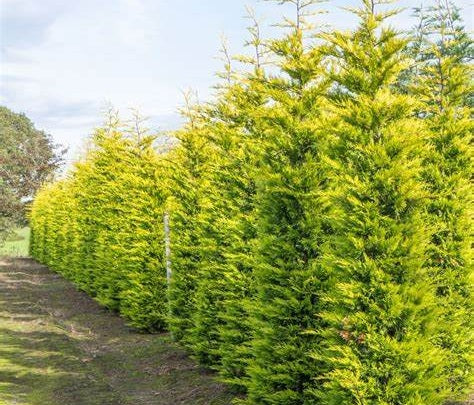 Hesperotropsis leylandii - CASTLEWELLAN GOLD - Leyland Cypress